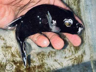 Black (Dalmation) Pufferfish (6”)
