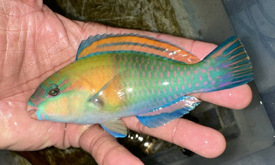 Bowers Parrotfish 6.5”
