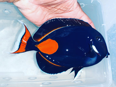 Achilles Tang (Christmas Island - 8.5”)