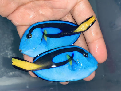 Blue Hippo Tangs (Bali - 5”)