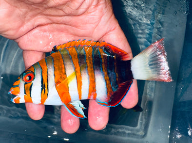 Harlequin Tusk Australian (5.5” - 6”)