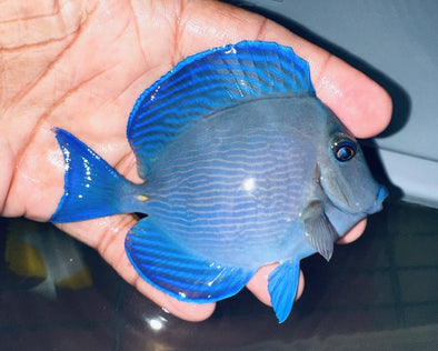 Atlantic Blue Tang (4.5”)