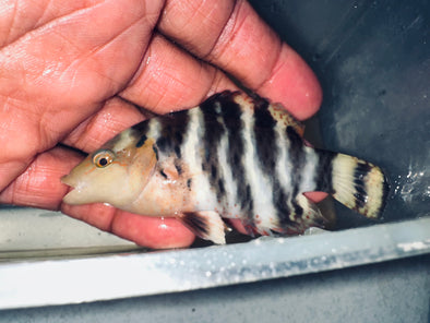 Red Breasted Wrasse