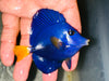 Purple Tangs (3.5” - 4”)