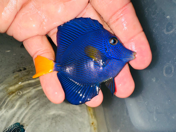 Purple Tangs (3” - 3.5”)