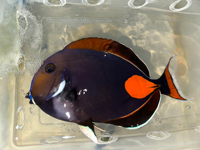 Achilles Tang (Christmas Island - 8”)