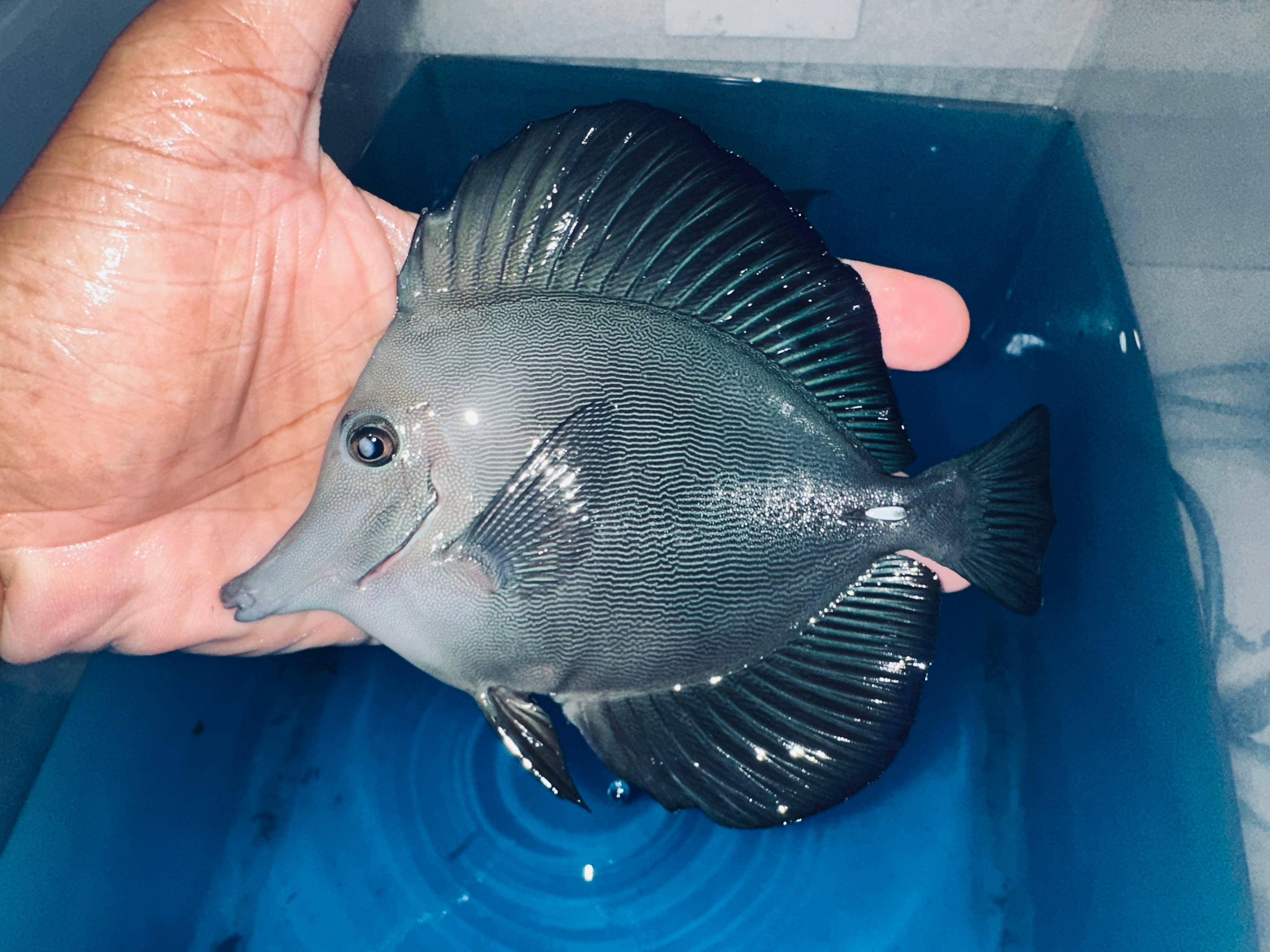 Tangs