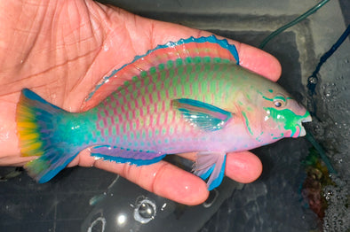Quoyi Parrotfish (Terminal Phase Male)