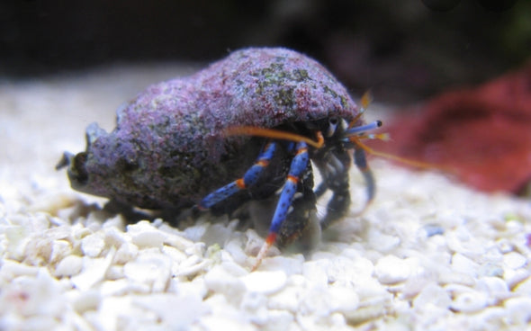 Blue Leg Crabs (Atlantic Ocean)
