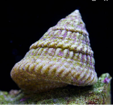 Astrea Snails (Atlantic Ocean)