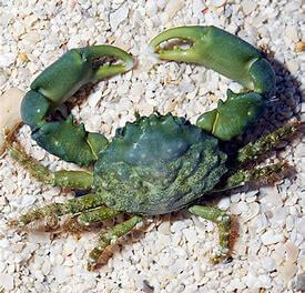 Emerald Crabs